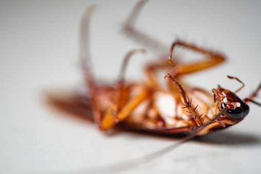 Тараканы – быль или явность